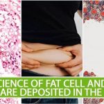 The Science of Fat Cell and How They are Deposited in the Body